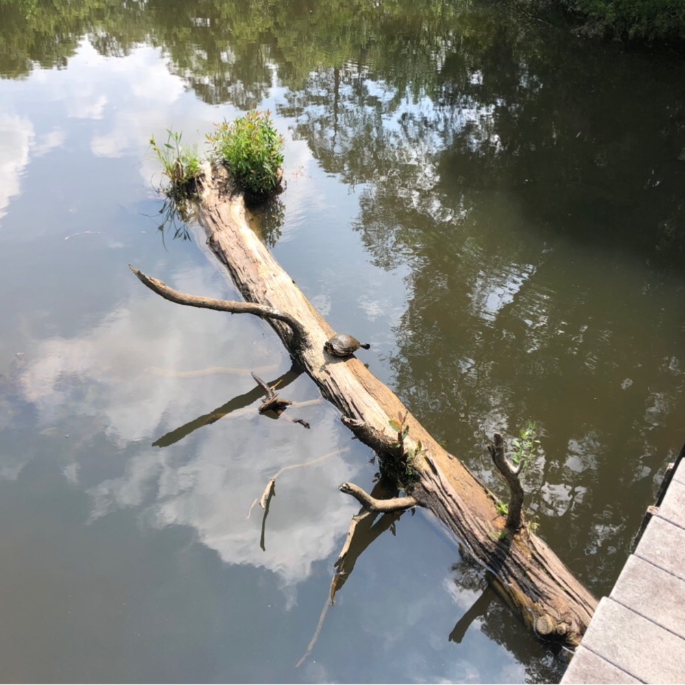 Meet your Posher, Thequietcorner <3